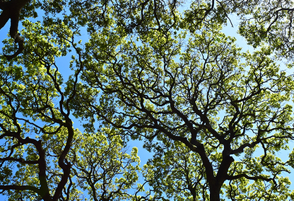 a close-up of vibrant green, compound leaves against a blurred background of other foliage and branches