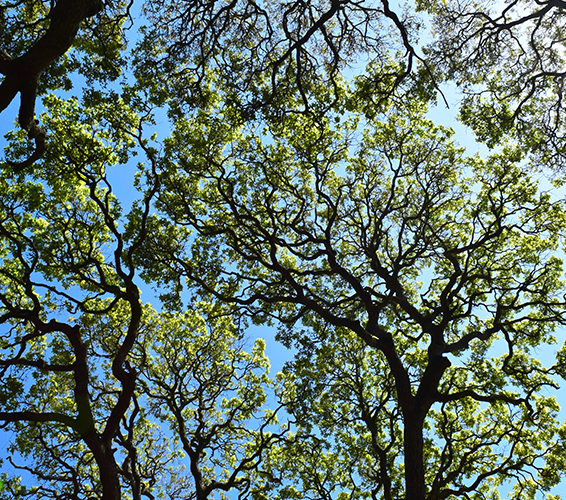 a close-up of vibrant green, compound leaves against a blurred background of other foliage and branches
